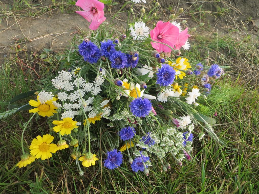 Boerderijcamping Plantlust Вере Номер фото